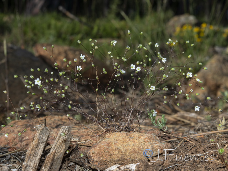 Arenaria capillipes.17