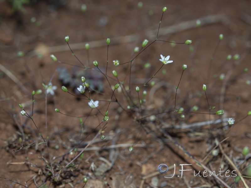 Arenaria capillipes.19