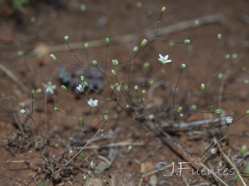 Arenaria capillipes.19