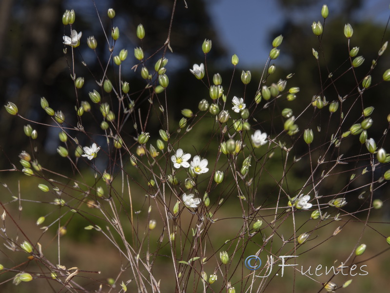 Arenaria capillipes.22