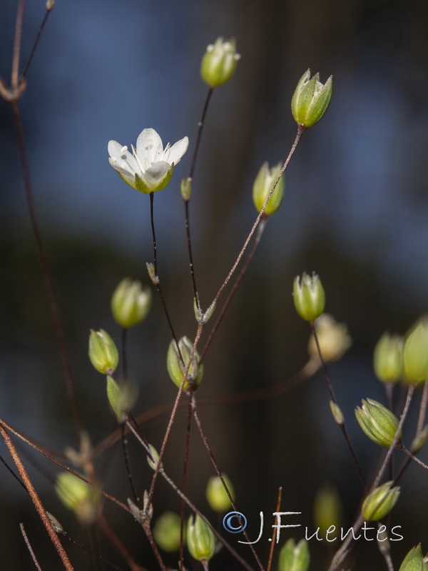 Arenaria capillipes.24