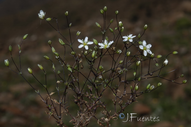 Arenaria capillipes.25