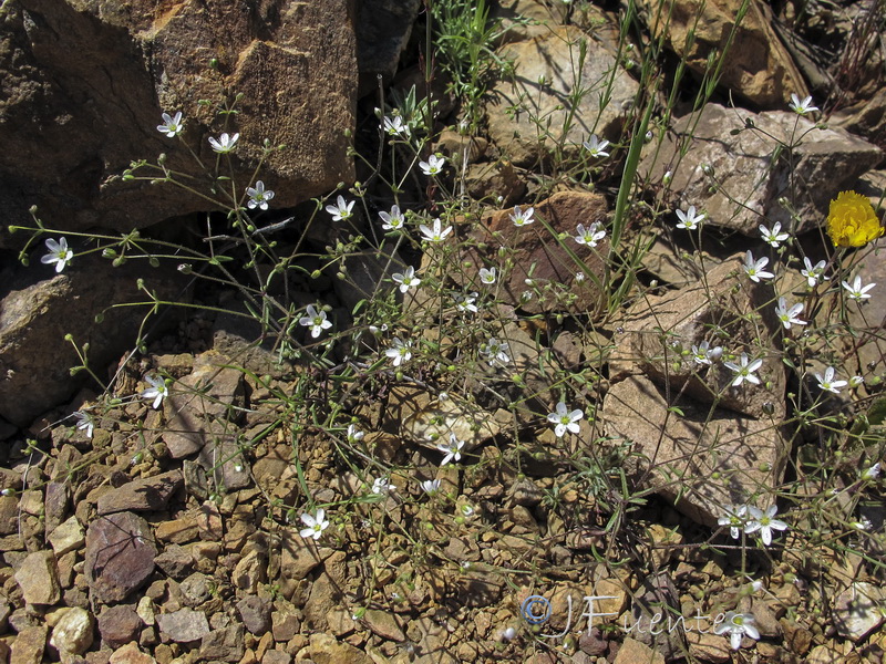 Arenaria conimbricensis conimbricensis.01