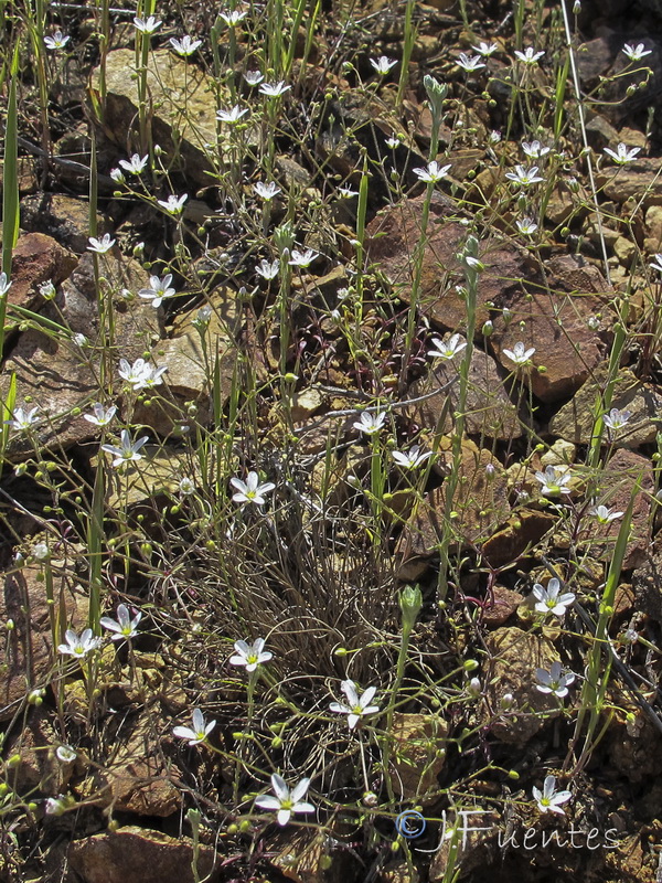 Arenaria conimbricensis conimbricensis.02