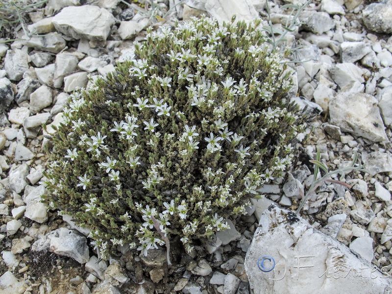 Arenaria delaguarciae.03