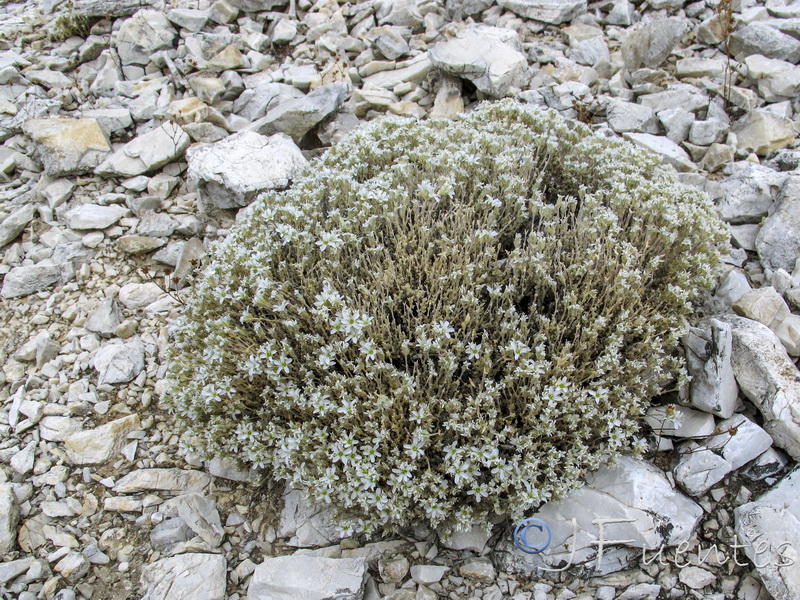 Arenaria delaguarciae.04