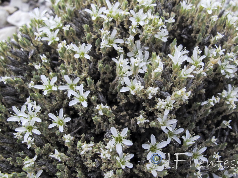 Arenaria delaguarciae.05