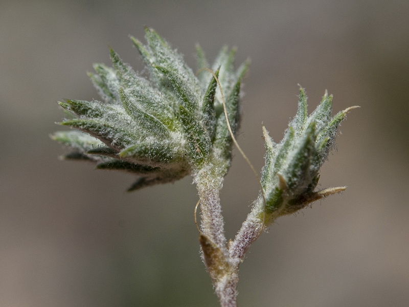 Arenaria delaguarciae.24