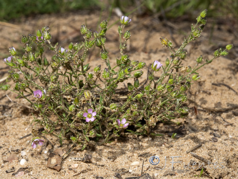 Arenaria emarginata emarginata.01