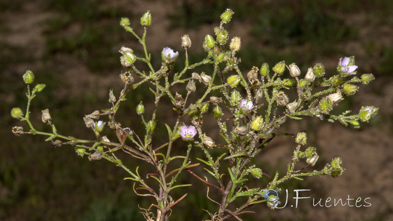 Arenaria emarginata emarginata.02