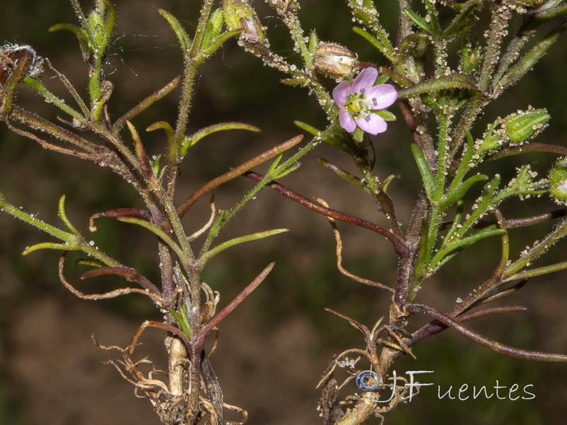 Arenaria emarginata emarginata.03