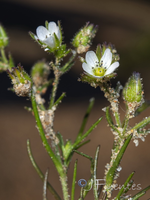 Arenaria emarginata emarginata.07