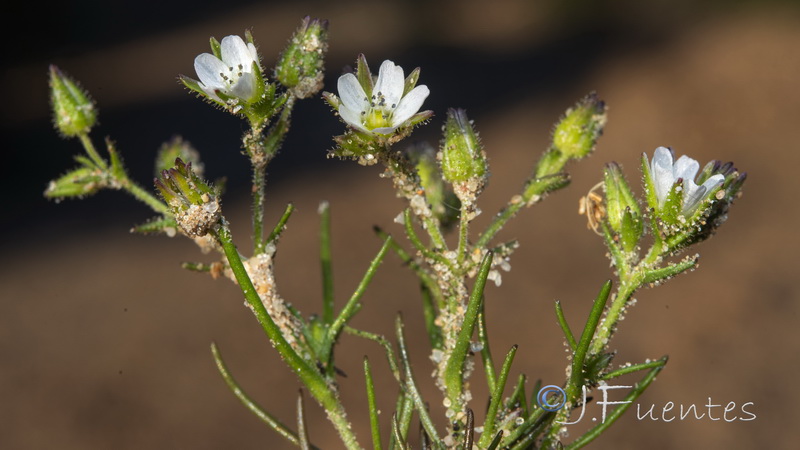 Arenaria emarginata emarginata.08