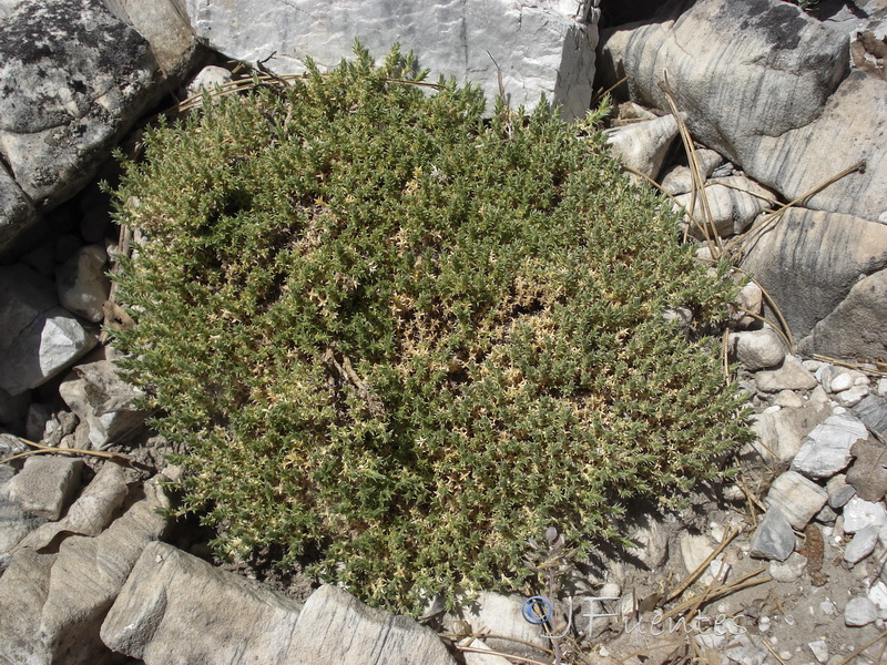 Arenaria erinacea.01