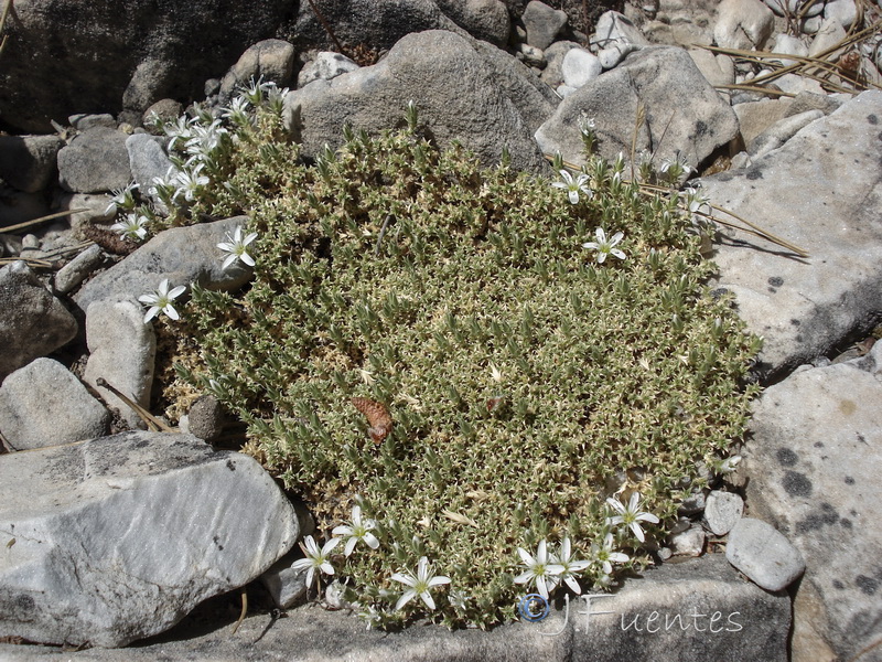 Arenaria erinacea.02