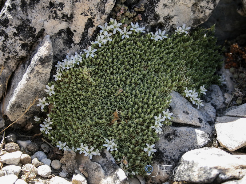 Arenaria erinacea.03