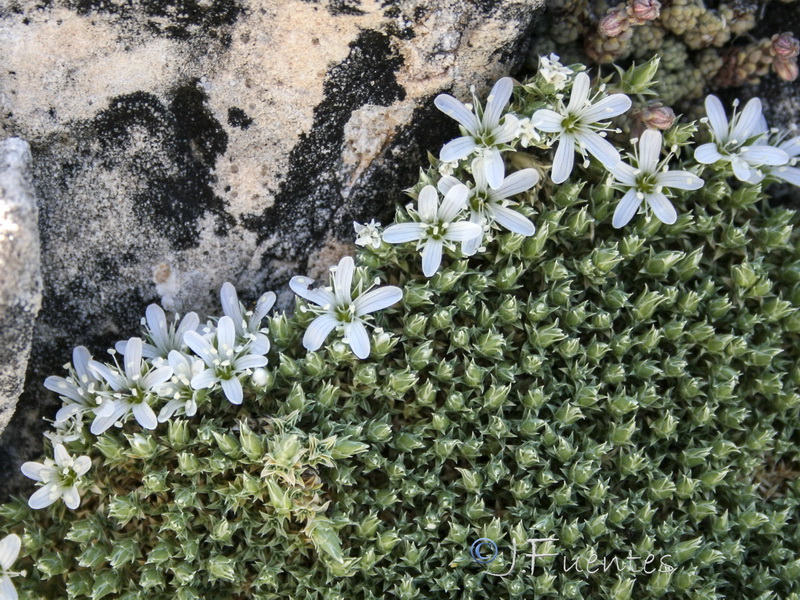 Arenaria erinacea.04