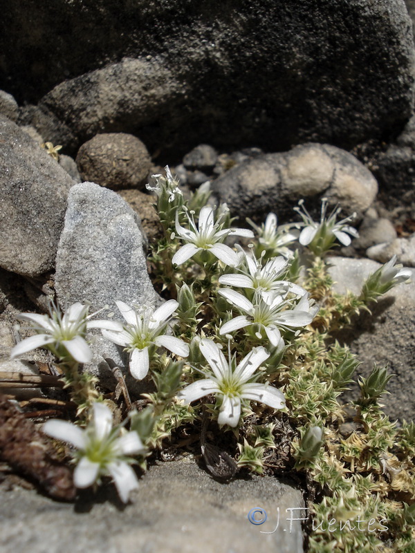 Arenaria erinacea.05