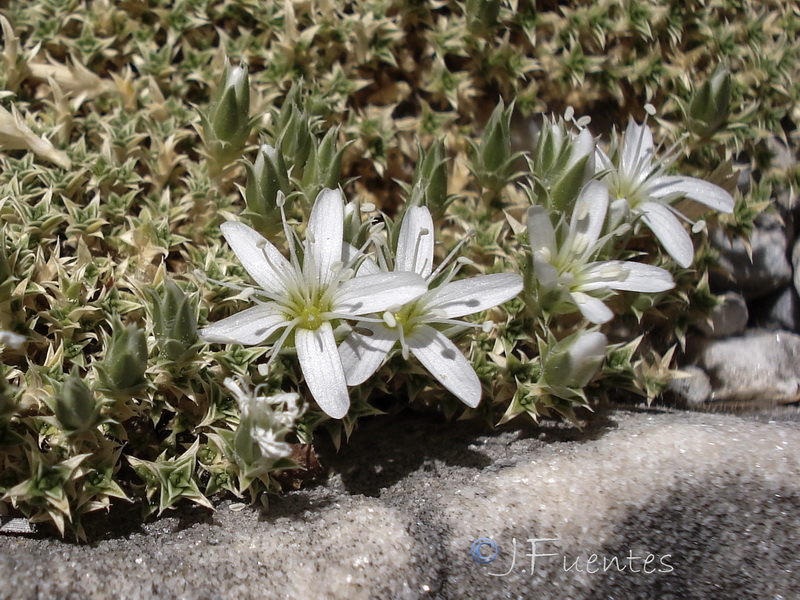 Arenaria erinacea.06