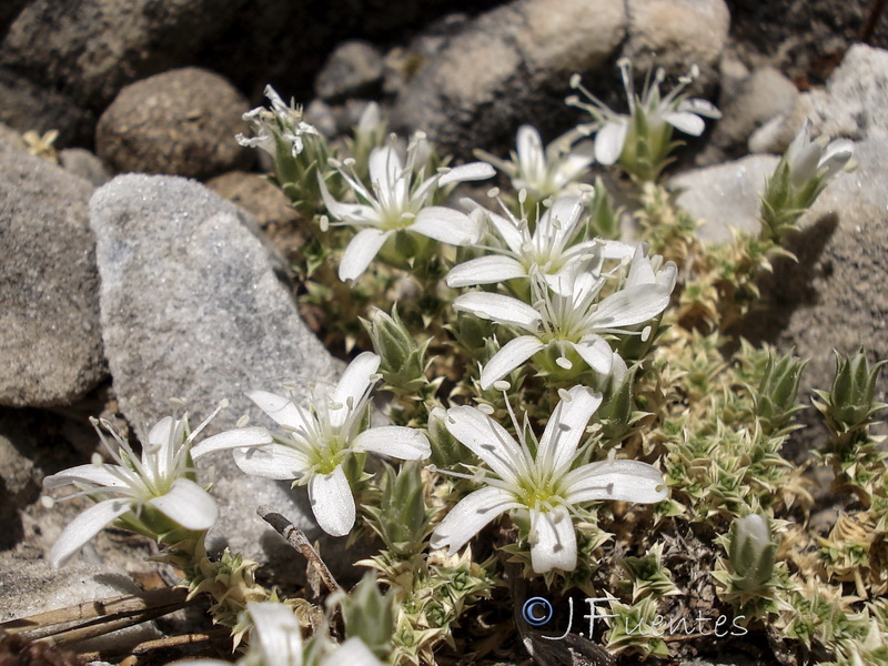 Arenaria erinacea.07