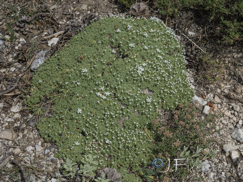 Arenaria erinacea.08