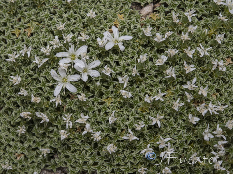 Arenaria erinacea.10