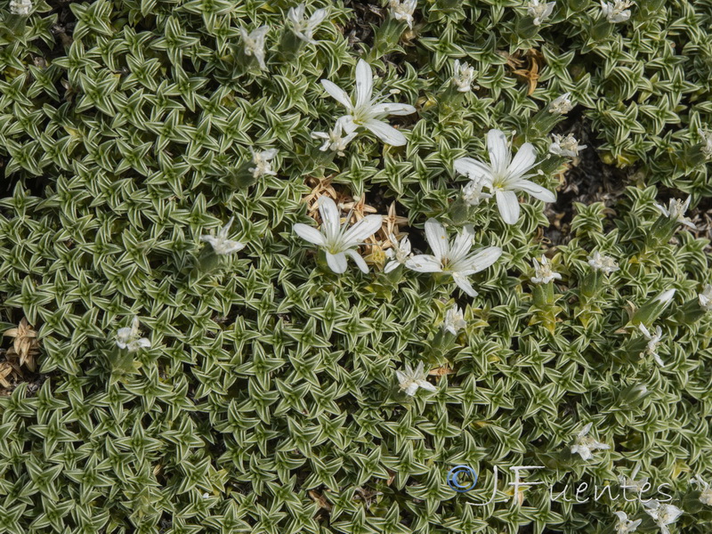 Arenaria erinacea.11