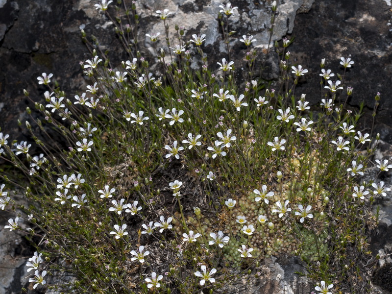 Arenaria grandiflora.01