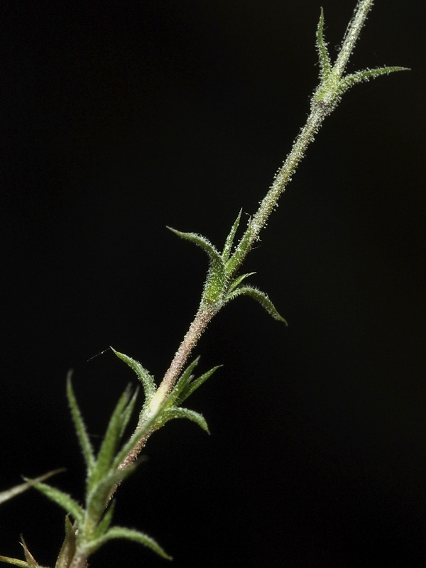 Arenaria grandiflora.04