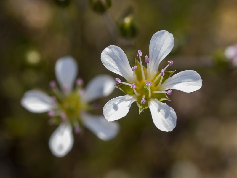 Arenaria grandiflora.08