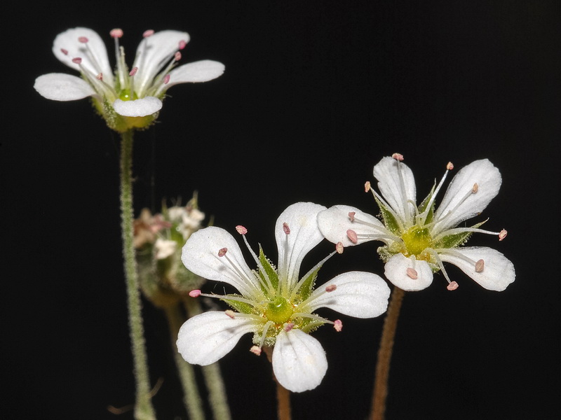 Arenaria grandiflora.12