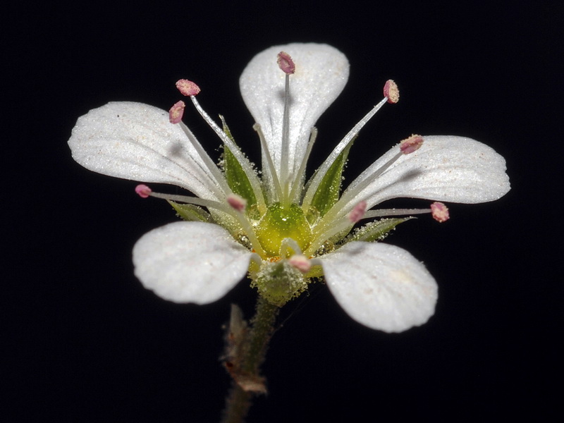 Arenaria grandiflora.13