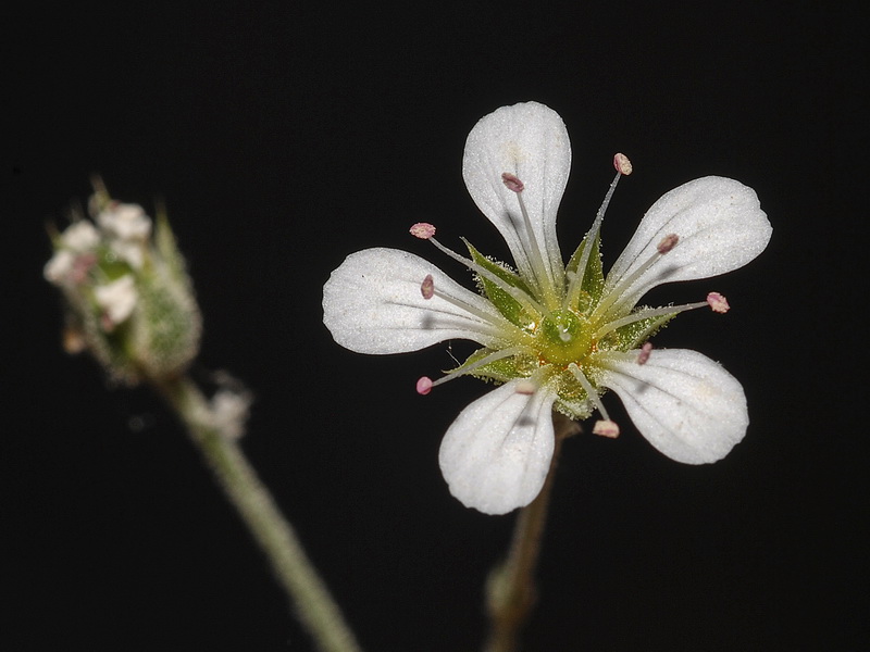 Arenaria grandiflora.14