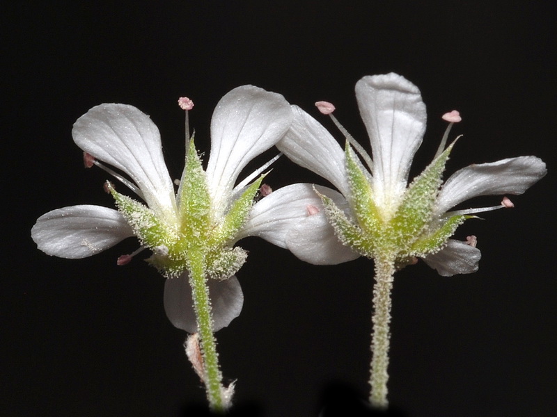 Arenaria grandiflora.17