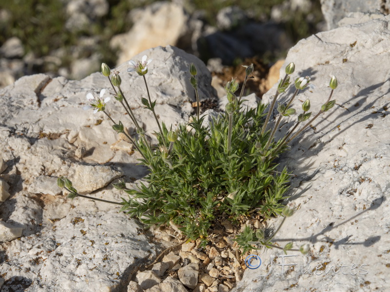 Arenaria grandiflora.20