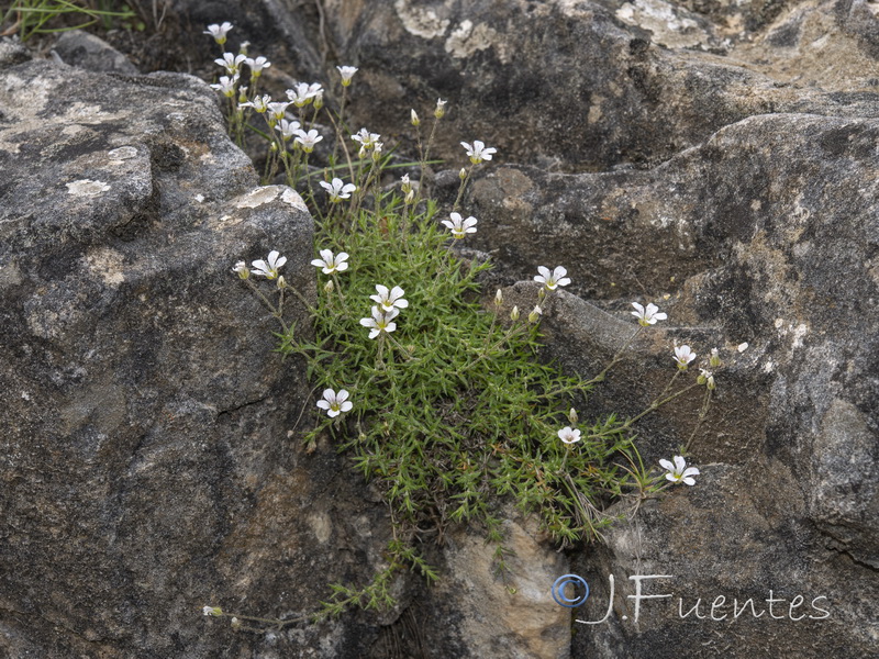 Arenaria grandiflora.21