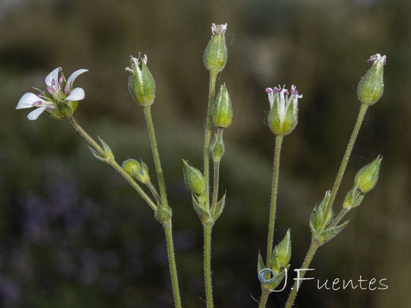 Arenaria grandiflora.26