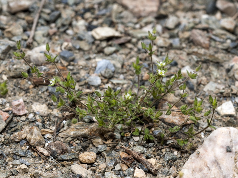 Arenaria leptoclados.01