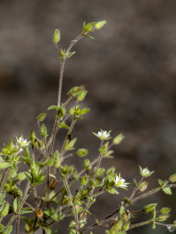 Arenaria leptoclados.03