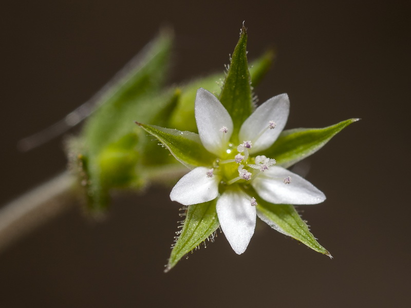 Arenaria leptoclados.08