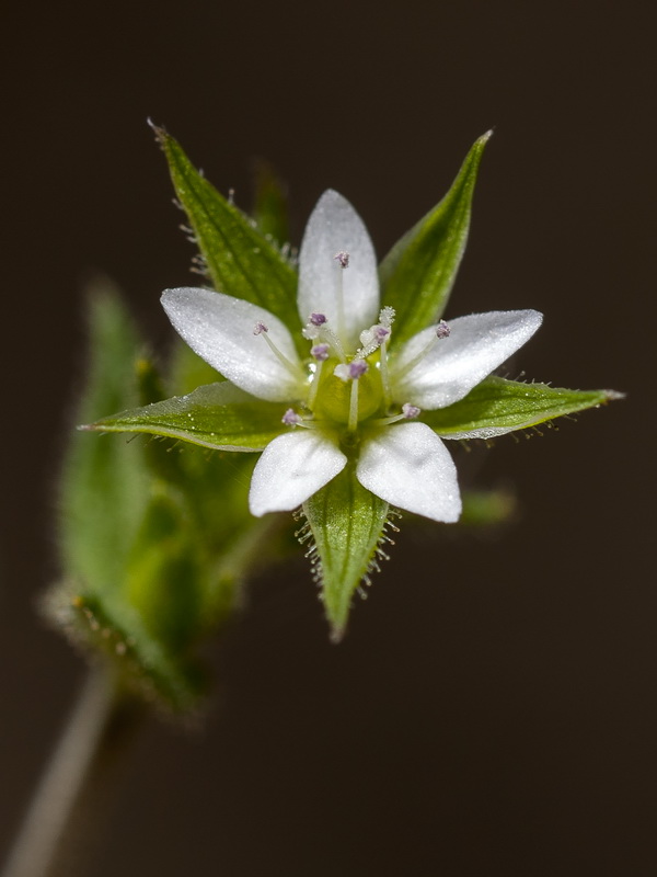 Arenaria leptoclados.10