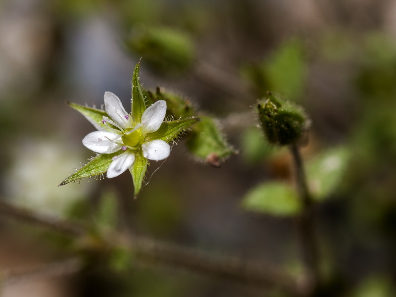 Arenaria leptoclados.11