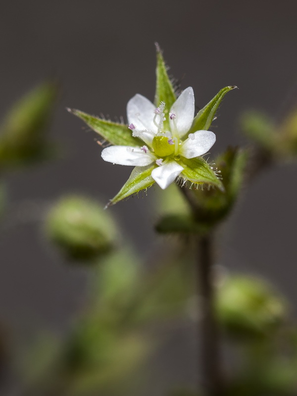 Arenaria leptoclados.12