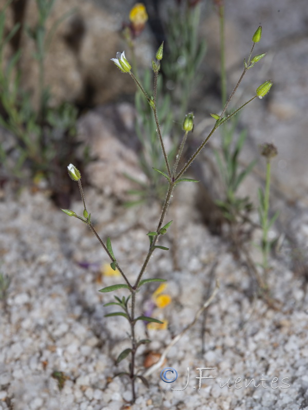 Arenaria modesta modesta.08