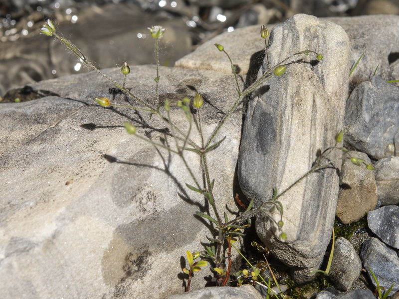 Arenaria modesta modesta.13