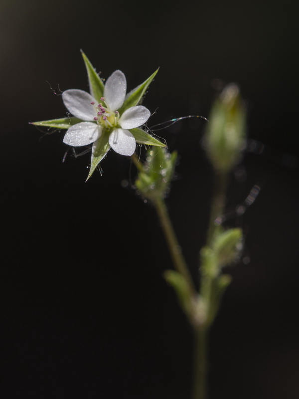 Arenaria modesta modesta.19