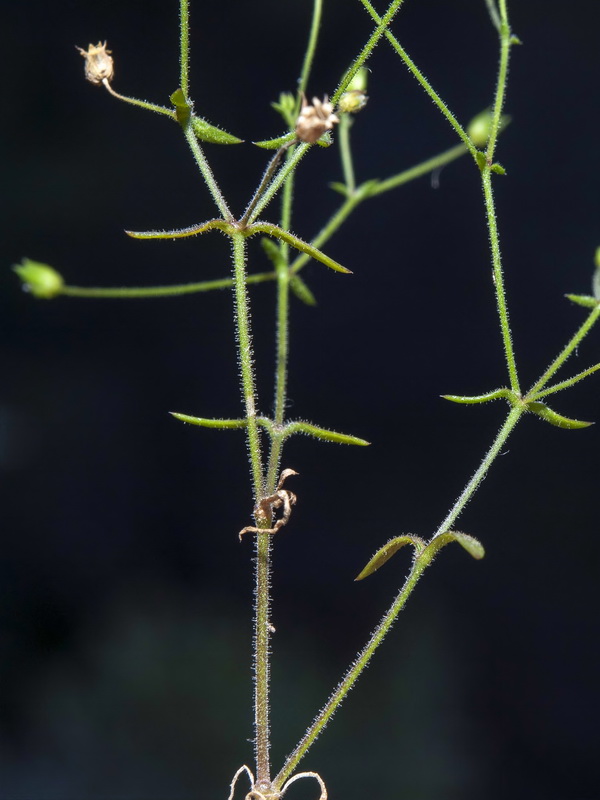 Arenaria modesta tenuis.03