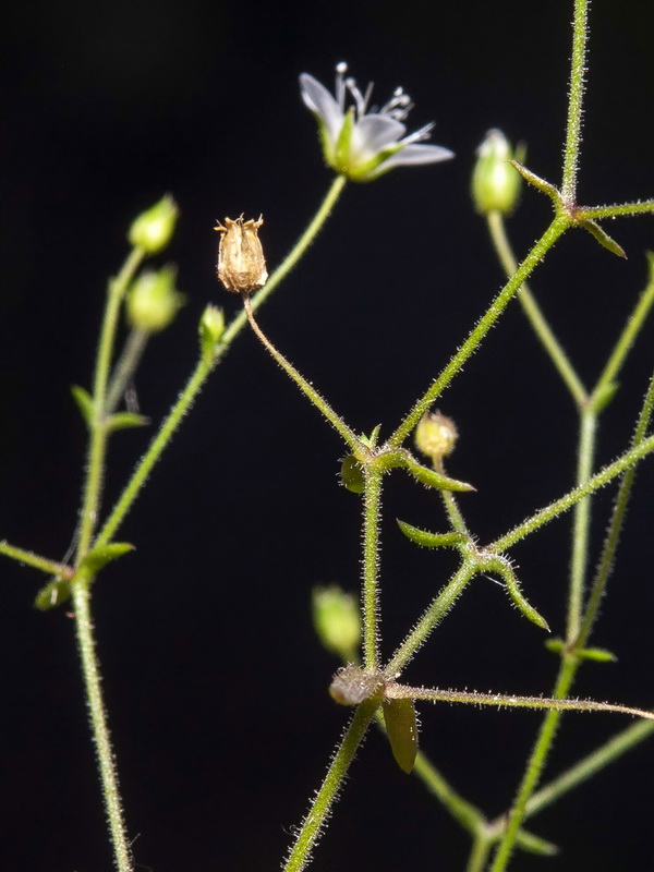 Arenaria modesta tenuis.04