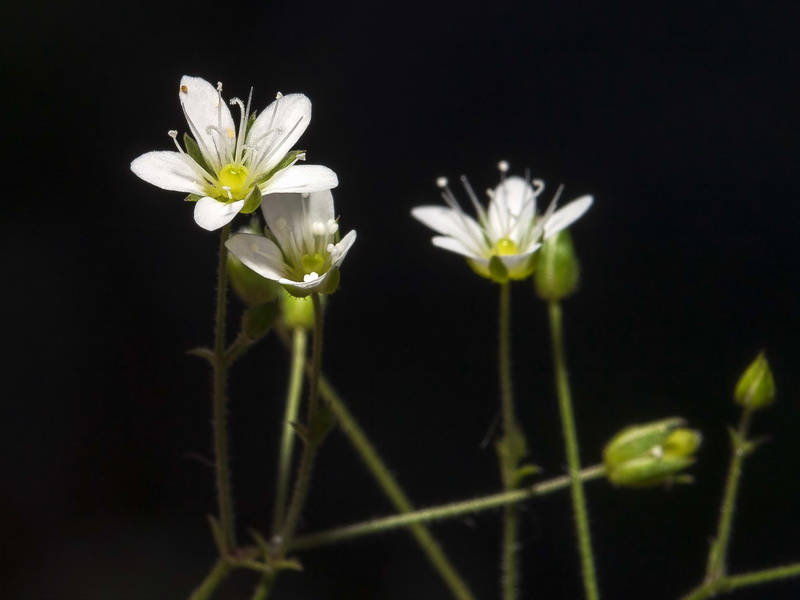 Arenaria modesta tenuis.06