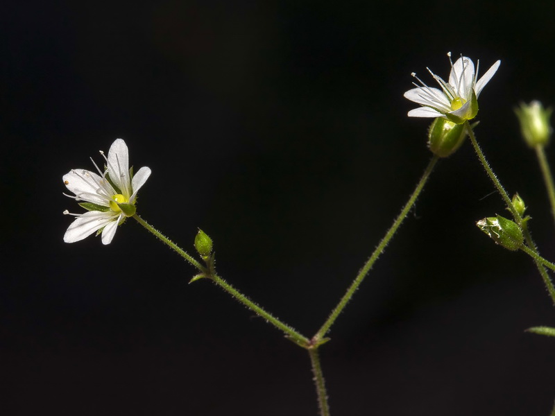 Arenaria modesta tenuis.07